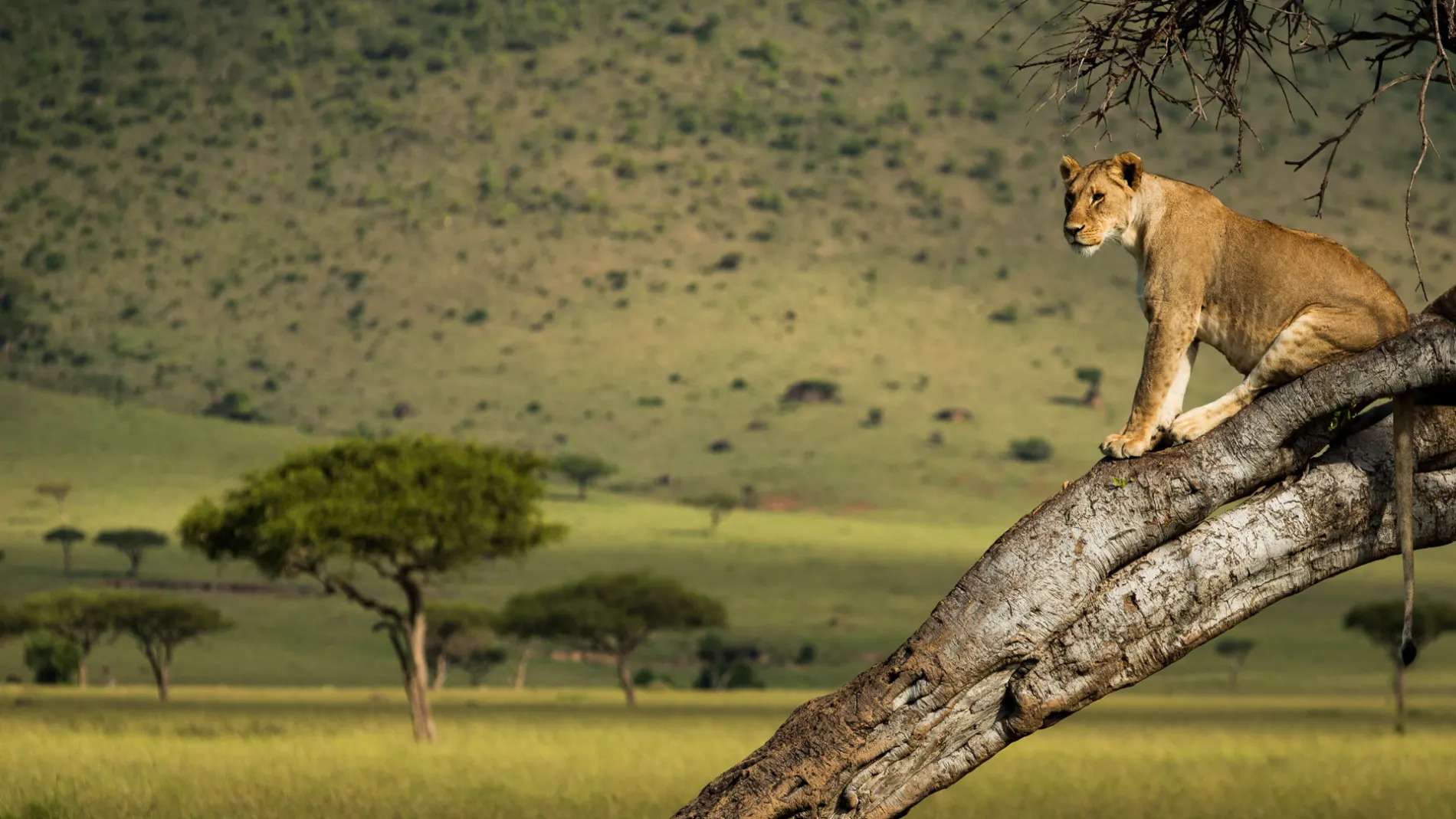 Angama Mara
